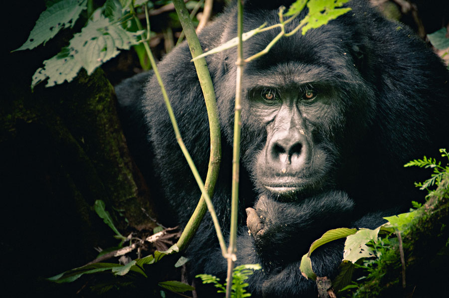 Mountain gorilla feeding among dense green foliage in the Bwindi jungle