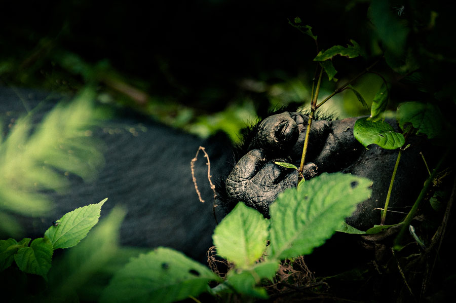 Close-up of a mountain gorilla's hand gripping a branch among green leaves in Bwindi forest