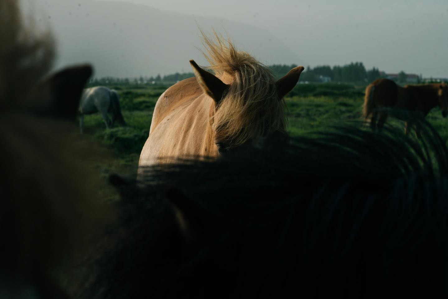 Icelandic horse with wind-blown mane in golden evening light with herd grazing behind