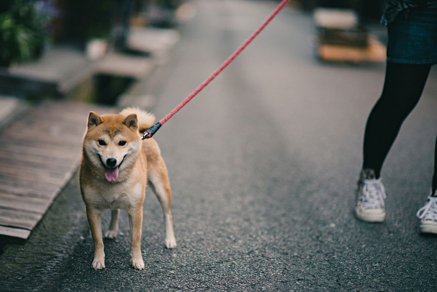 Shiba Inu on a pink leash standing on wet pavement with tongue out, looking at camera